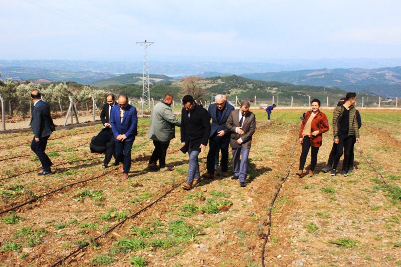 Düziçi Kaymakamı Mutlu ALMALI, Lavanta Bahçesinde İncelemelerde Bulundu