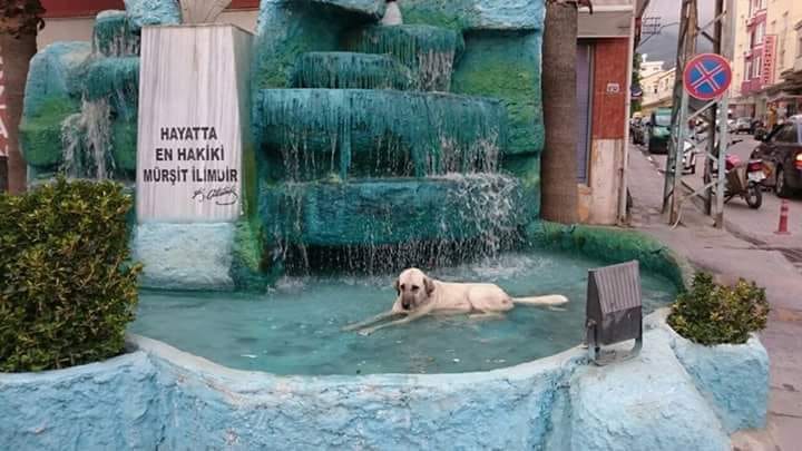 Düziçi’nde sıcaktan bunalan köpek havuzda serinledi