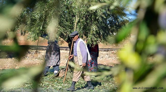 Zeytin Hasadı Hem Pahalı Hem Sıkıntılı