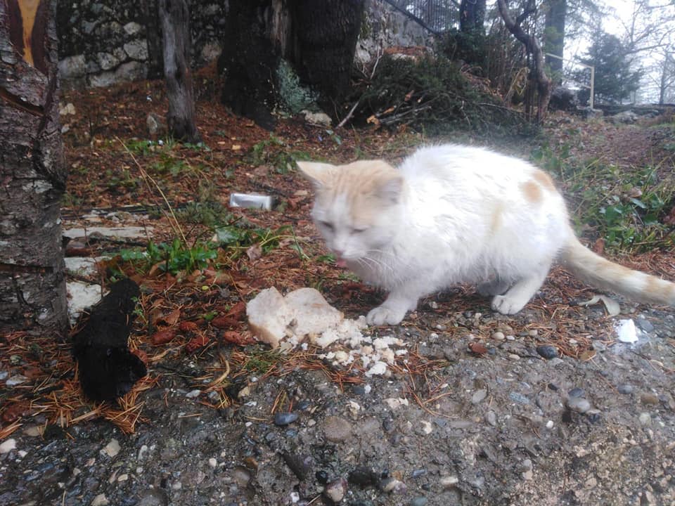 kedi ve köpekler yaylalarda mağdur edildi