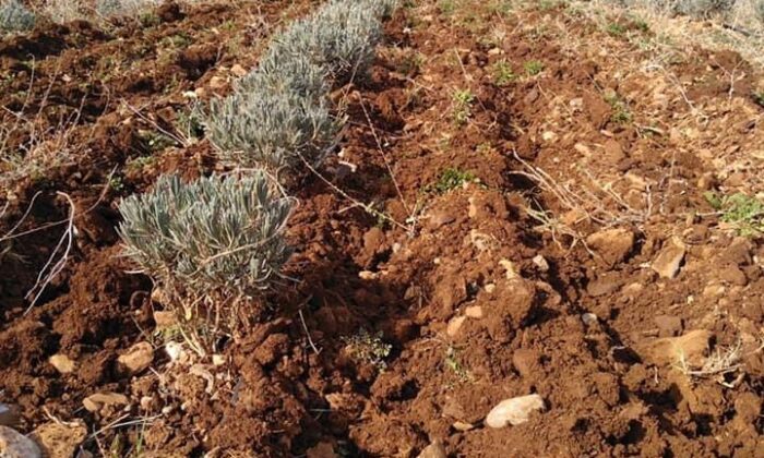 Düziçi Lavanta Bahçesinin Bakımı Yapıldı