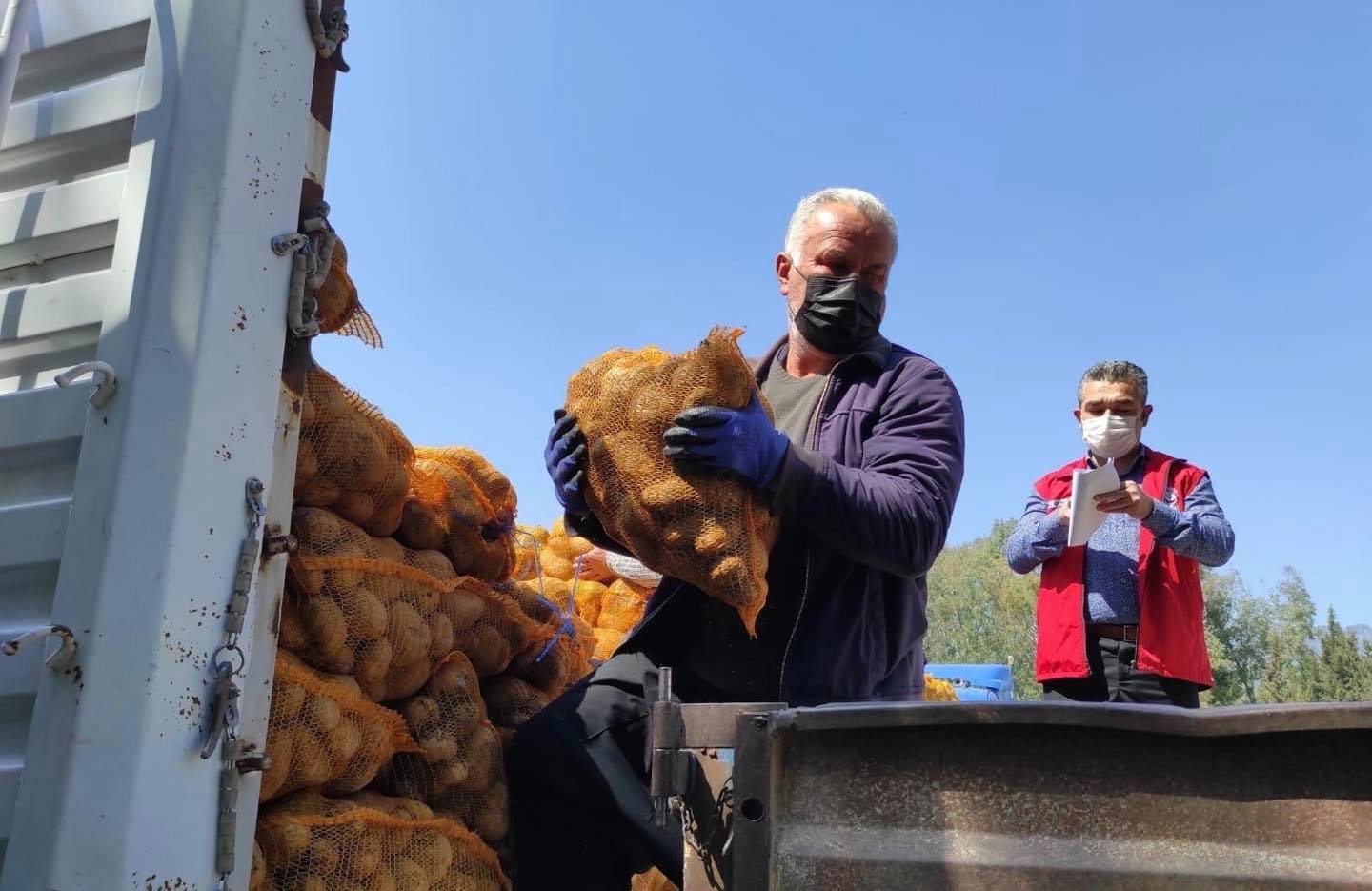 Düziçi’nde hane başı 20 Kg patates dağıtılıyor