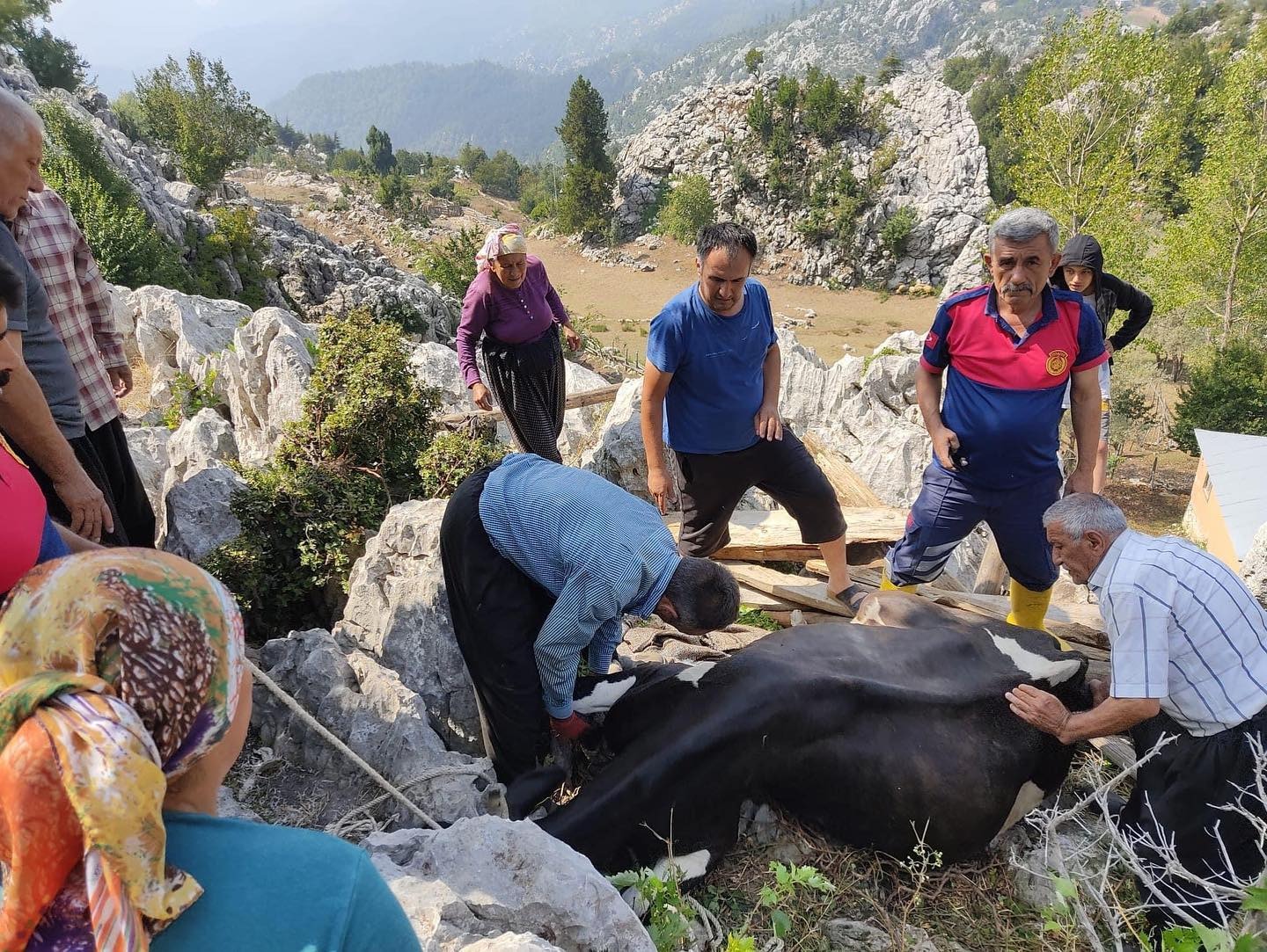 Kayalıklara düşen inek, itfaiye tarafından kurtarıldı