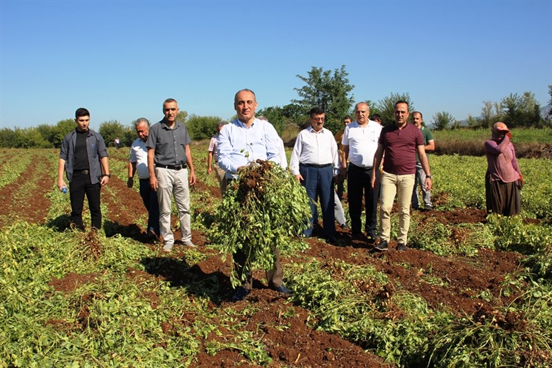 Kaymakam İlhan, fıstık hasadına katıldı