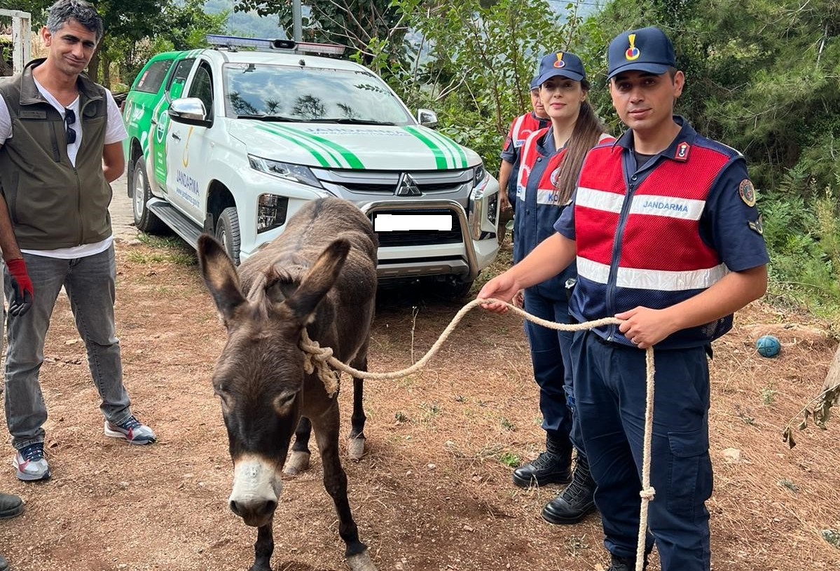 Güçten düşen eşek, koruma altına alındı