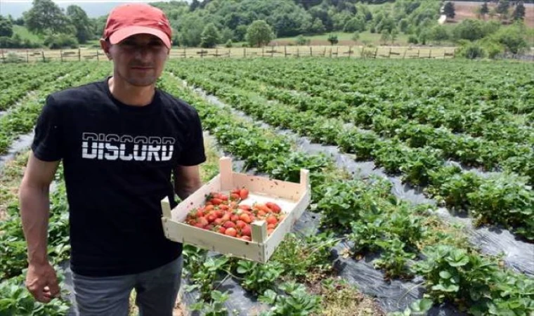 Osmaniye'de Çilek bahçesi kurulumu hibe başvuruları başladı