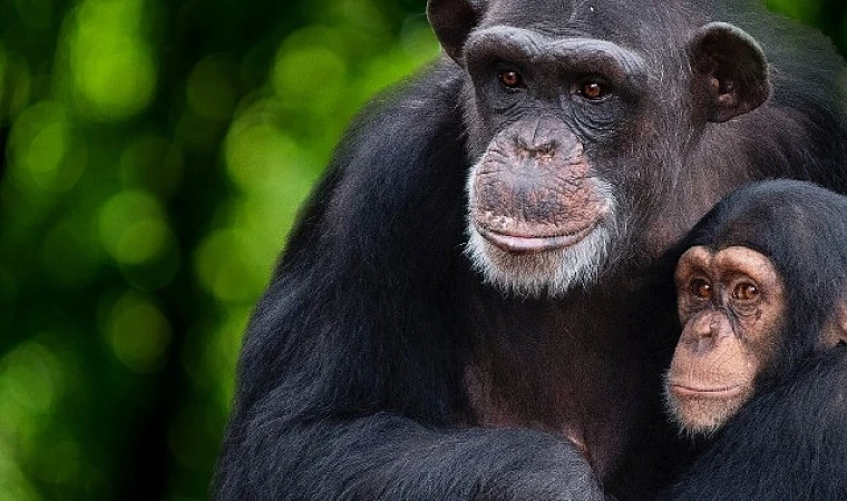 Şempanzelerin Dünyası’ 7 Şubat Çarşamba 20.00’de National Geographic WILD Ekranlarında başlıyor